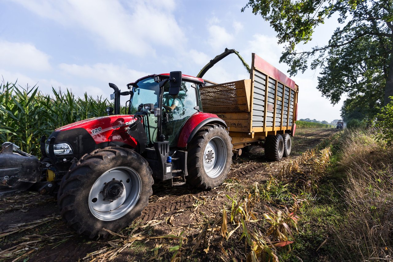 Bild 219 - Maisernte